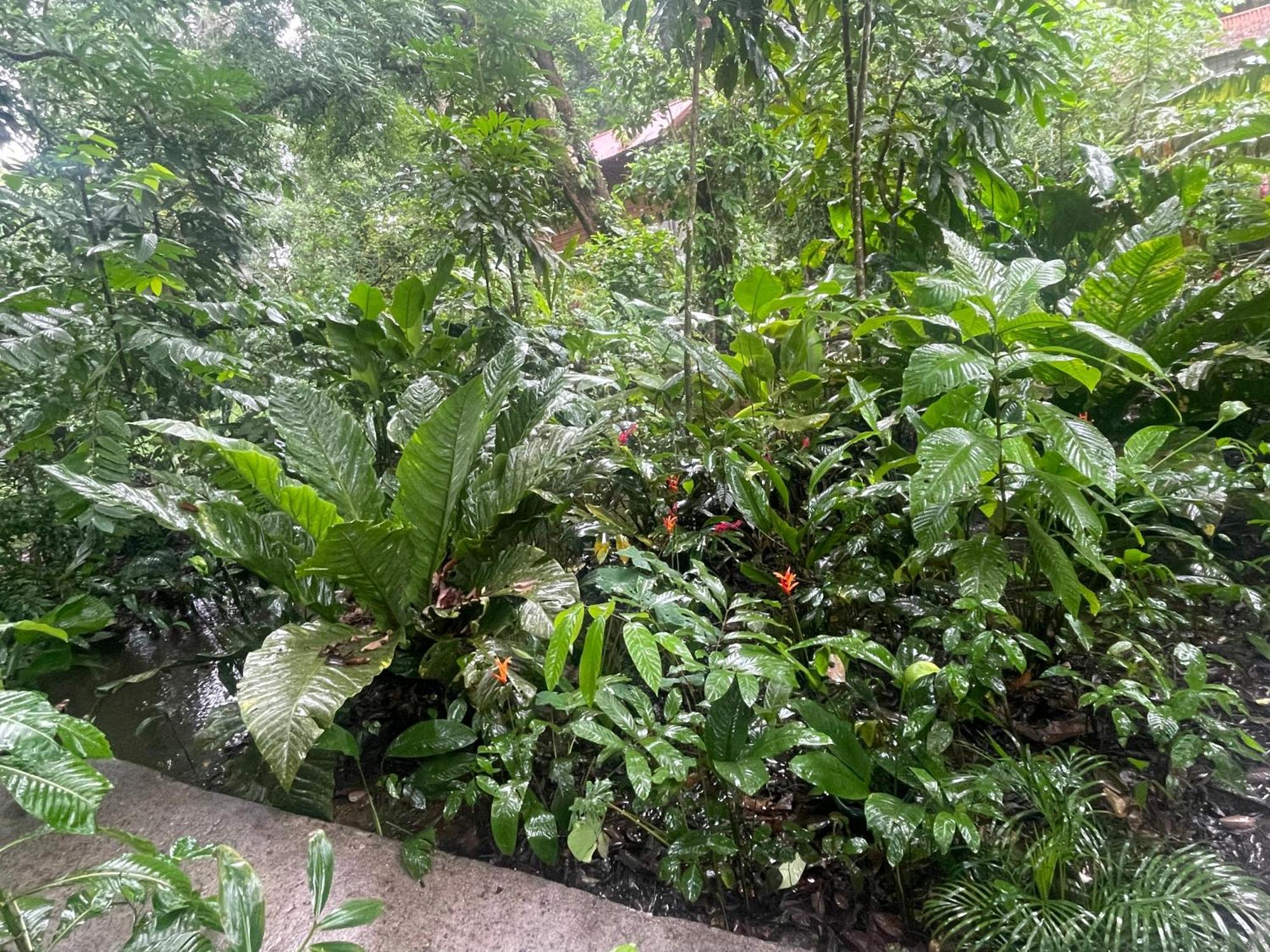 Casa Jaguar Tortuguero 빌라 외부 사진